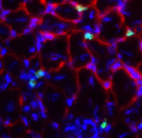 microscope image of muscle cells