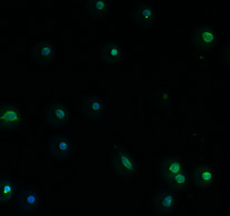 microscope image of satellite cells