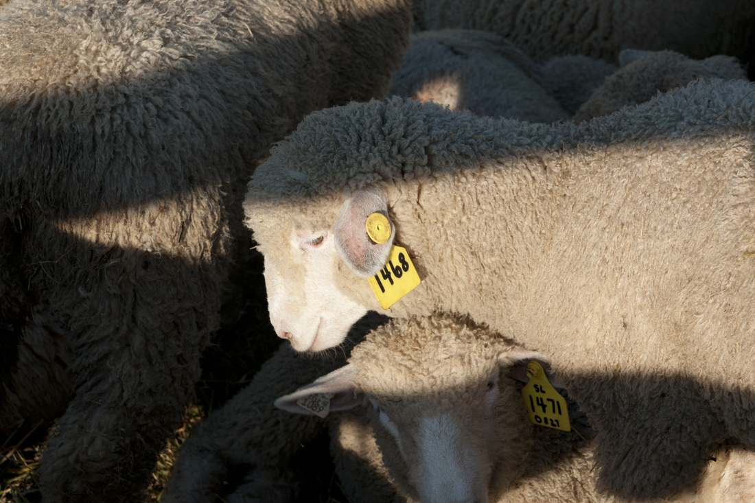 Herd of sheep closely packed