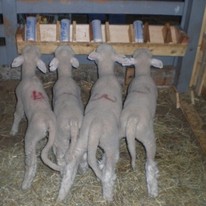 four lambs drinking milk