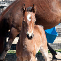 Horse and foal