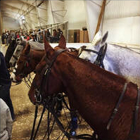 Horses inside a stable