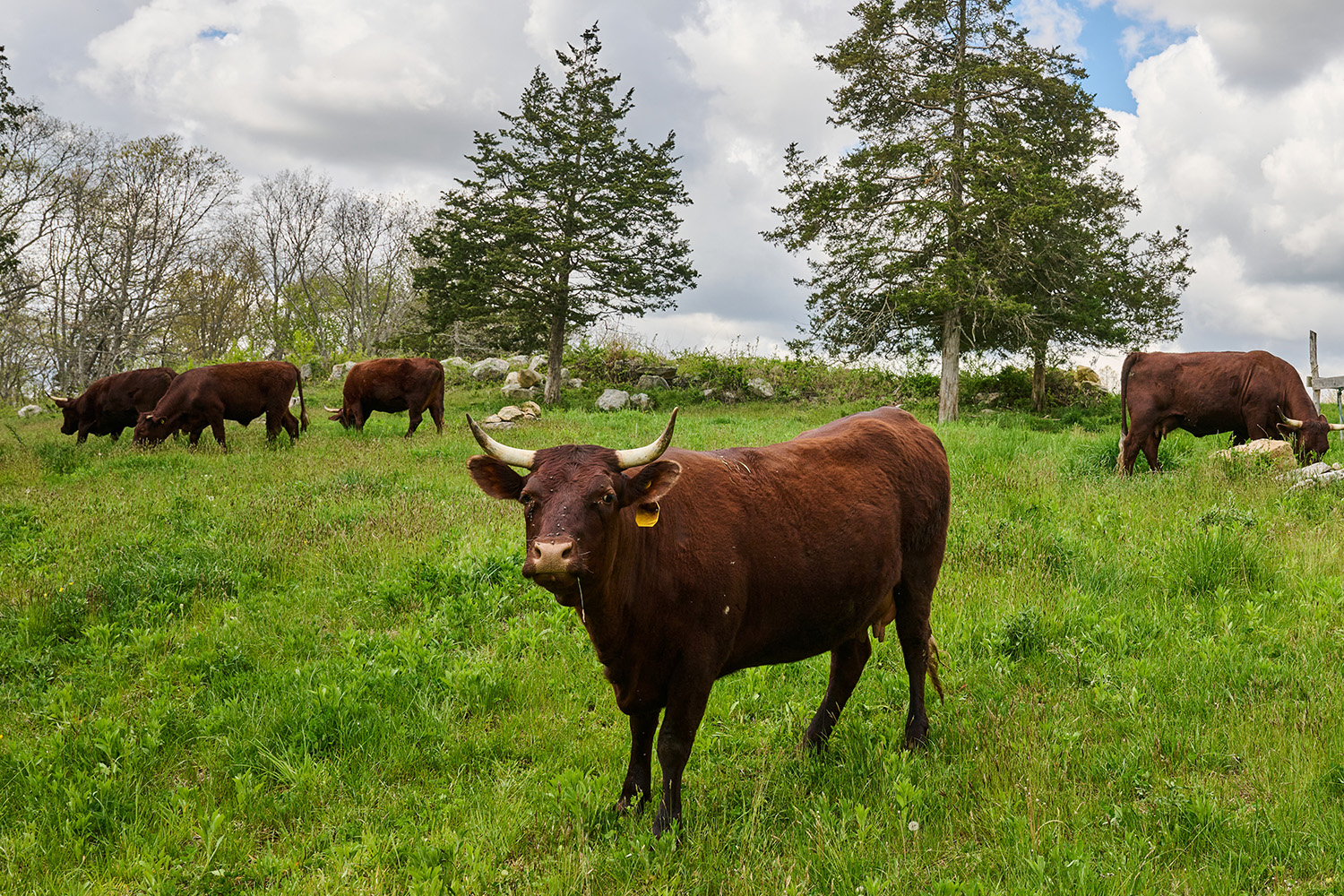 several beef cattle in a field of grass