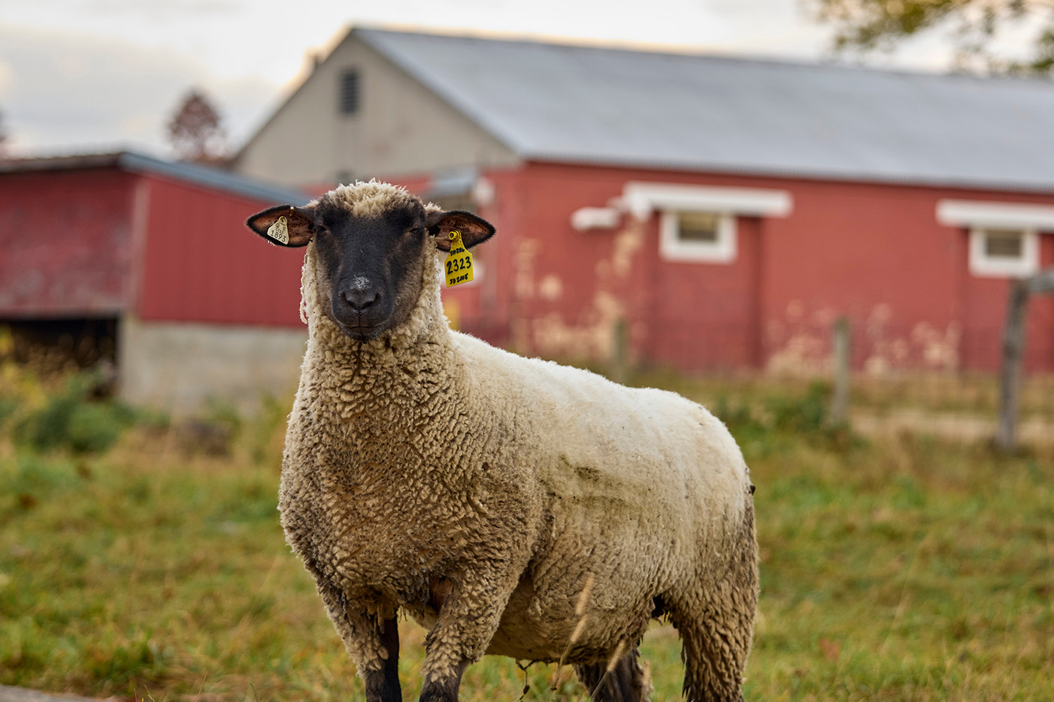 a sheep standin at attention in front of a red barn