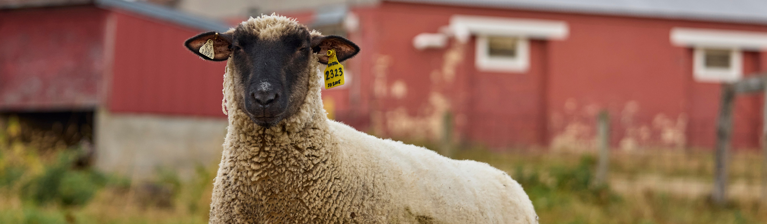 a sheep, with ear tags, standing upright in front of red barn buildings