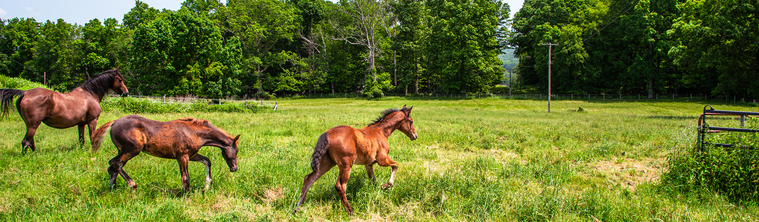 three horses walk through a field of tall grass
