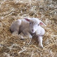 baby lamb laying in straw